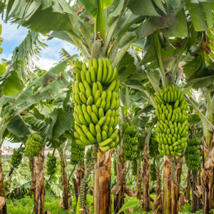 Banana Plantation Project