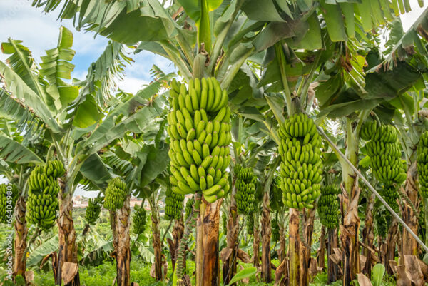 Banana Plantation Project