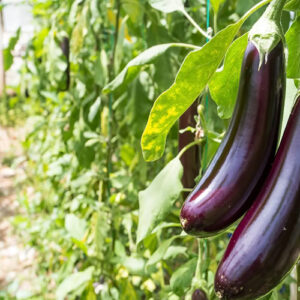 Eggplant Cultivation Project