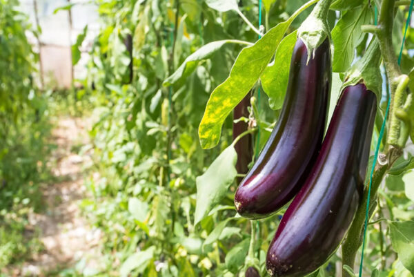 Eggplant Cultivation Project