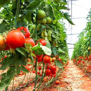 Tomato Cultivation Project