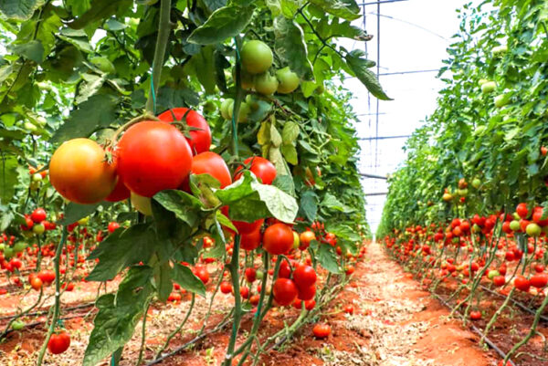 Tomato Cultivation Project