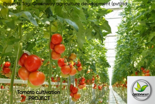 Tomato cultivation PROJECT