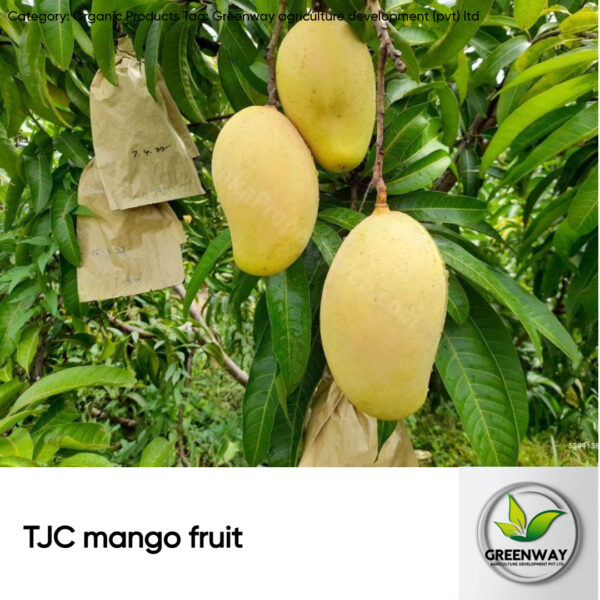 TJC mango Products