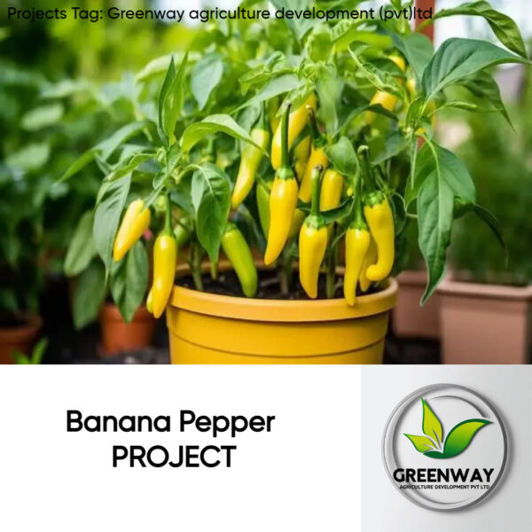 Banana Pepper PROJECT