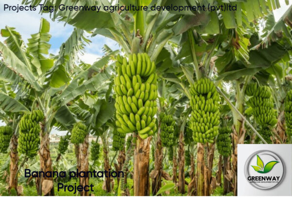 Banana plantation Project