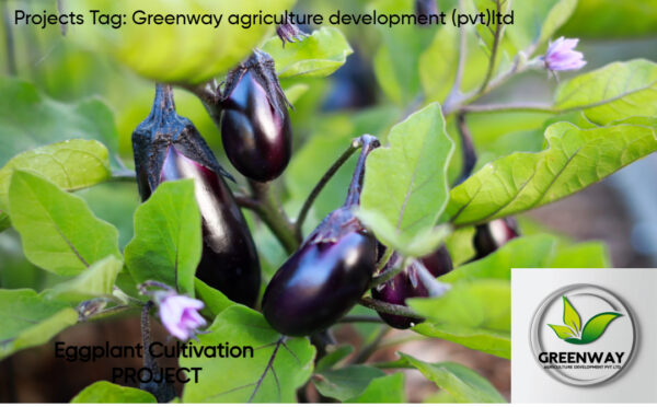 Eggplant Cultivation PROJECT