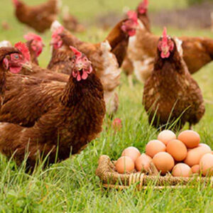 Sustainable Egg Farming Practices Project