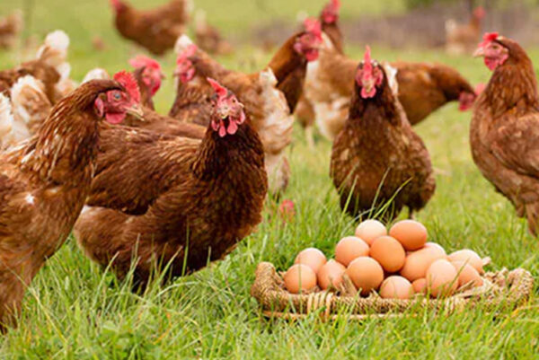 Sustainable Egg Farming Practices Project