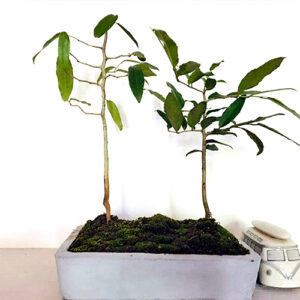 Weera Plants
