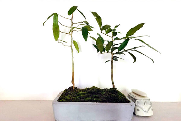 Weera Plants