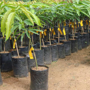TJC Mango 2 Plants