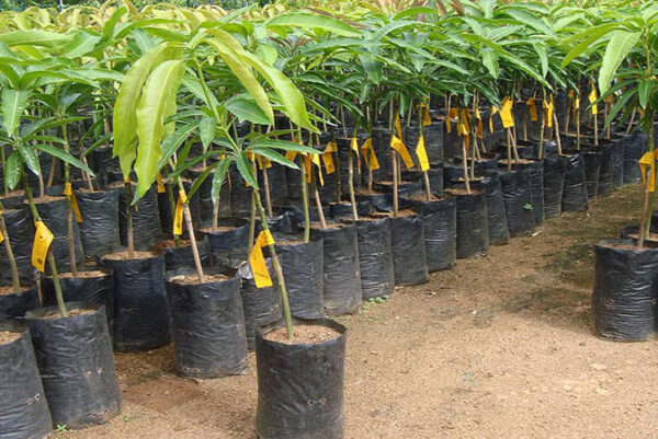 TJC Mango 2 Plants