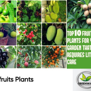 fruits Plants