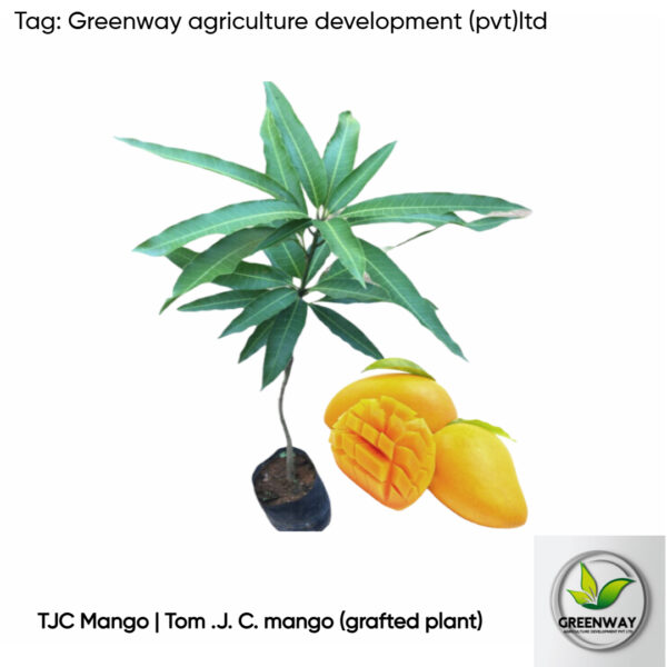 TJC Mango 2 Plants (With Department Tag)