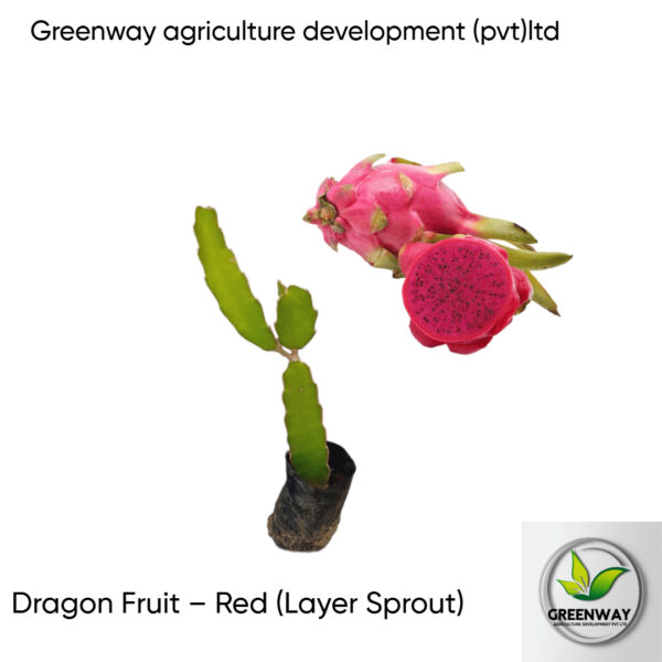 Dragon Fruit – Red (Layer Sprout)