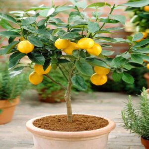 Lemon Plants