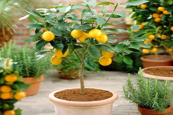 Lemon Plants