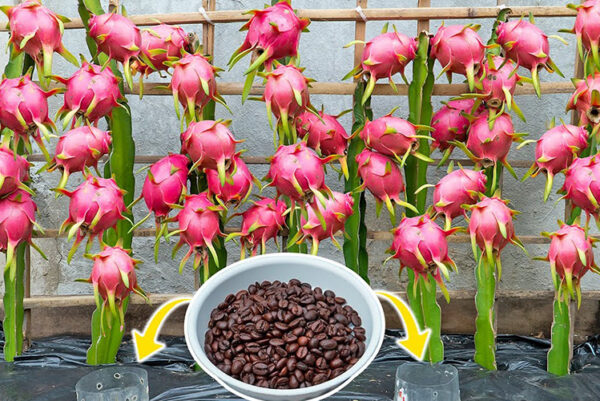 Dragon Fruit Plants