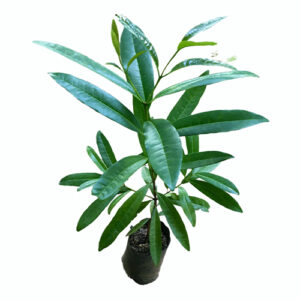 All Spice Plants