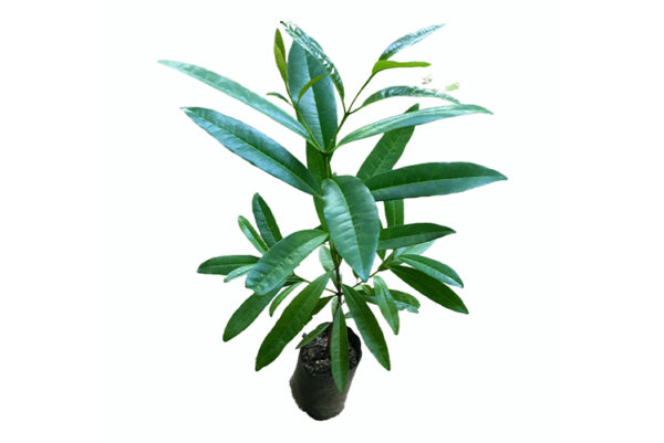 All Spice Plants