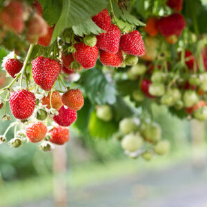 Fruits Plants