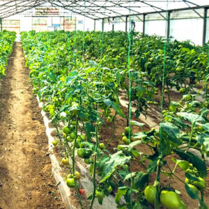 Plants Projects